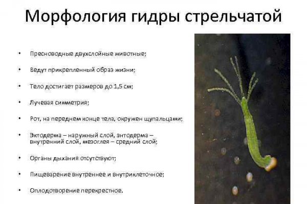 Kraken россия